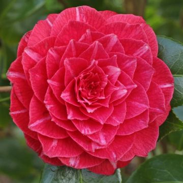 Camellia japonica Princess Bachiotti
