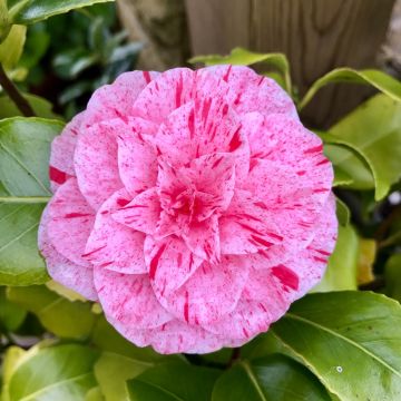 Camellia japonica Kick Off