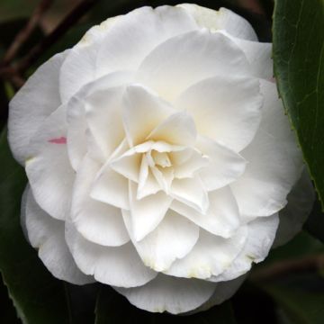 Camellia japonica Miss Lyla