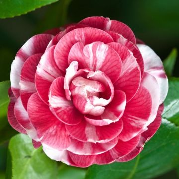 Camellia japonica Oranda-ko