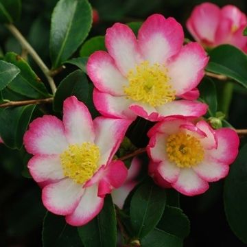 Camellia sasanqua Rainbow - Autumn Flowering Camellia