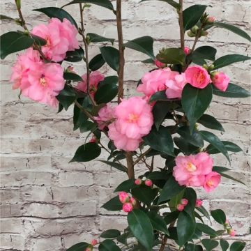 Camellia Spring Festival - Pink Blooming Evergreen