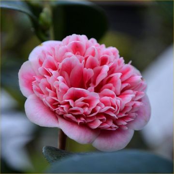 Camellia japonica Volunteer - Exquisite Large Flowered Evergreen in Bud