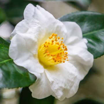 Camellia japonica Yukimi Guruma - White Swan