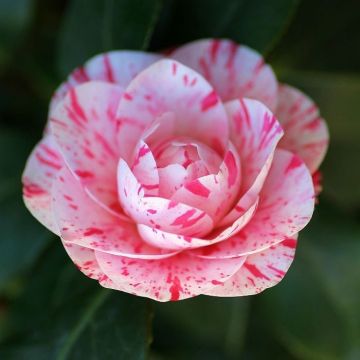 Camellia William Bartlett