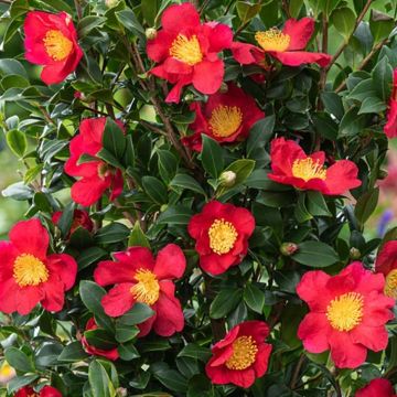 Camellia Yuletide