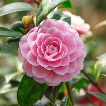 Camellia japonica 'Virginia Franco'