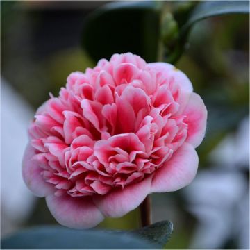 Camellia japonica Volunteer - Exquisite Large Flowered Evergreen in Bud - LARGE 130-160cm Specimen
