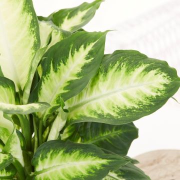 SPECIAL DEAL - Dieffenbachia Camilla