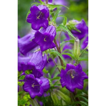 Campanula medium Blue - Canterbury Bells