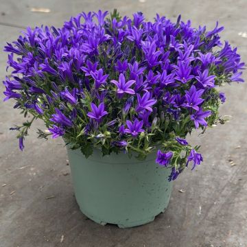Campanula portenschlagiana Catharina - In Bud & Bloom