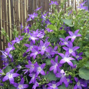 Campanula poscharskyana Stella