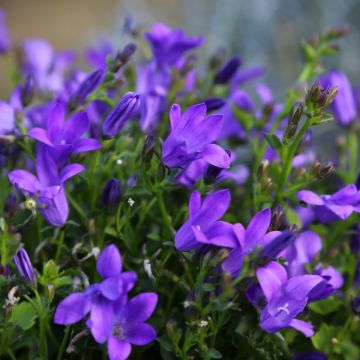 Campanula portenschlagiana Clockwise Deep Blue