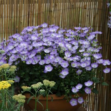 Campanula carpatica Samantha