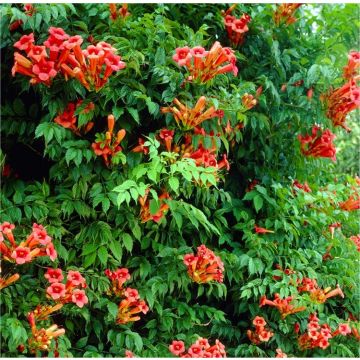 Campsis radicans Flamenco - Trumpet Vine - Large 6ft Specimen