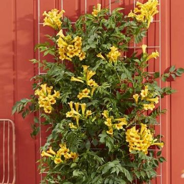 Campsis 'Summer Jazz' Gold Trumpet - Trumpet Vine