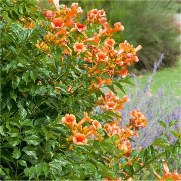 Campsis radicans 'Indian Summer' - Trumpet Vine