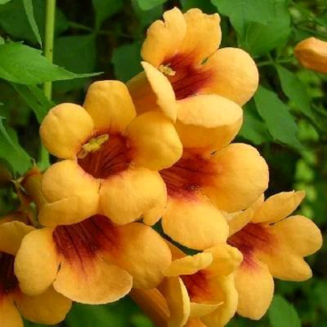 Campsis radicans 'Judy' - Trumpet Vine - Large 6ft Specimen