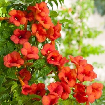 Campsis tagliabuana Madame Galen - Trumpet Vine - Large 6ft Specimen