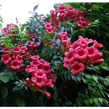 Campsis radicans Atropurpurea - Trumpet Vine - Large 6ft Specimen