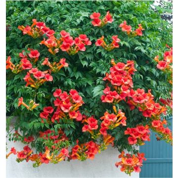 Campsis 'Summer Jazz' Fire Trumpet Red -  Trumpet Vine