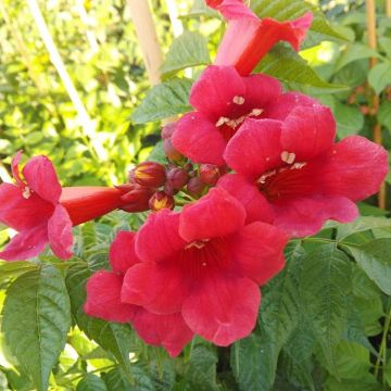 Campsis Solo Rosso  - Trumpet Vine