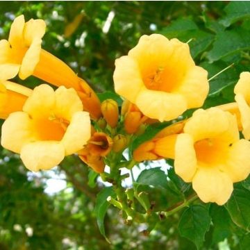 Large 6-7ft Specimen Climber - Campsis radicans 'Flava' - Yellow Trumpet Vine