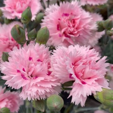 Dianthus Candy Floss