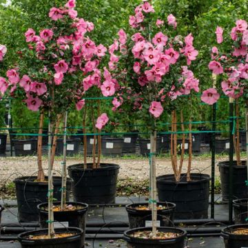 Pair of 'Candy Pink' Hibiscus Trees