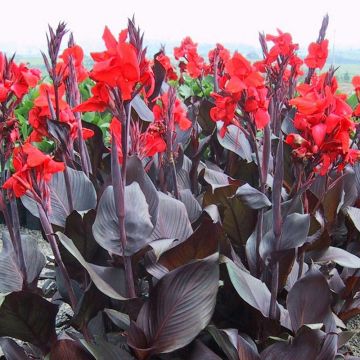 Canna Black Velvet