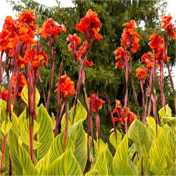 Canna Pretoria - Amazing Multicolour Foliage Bengal Tiger Canna Plant