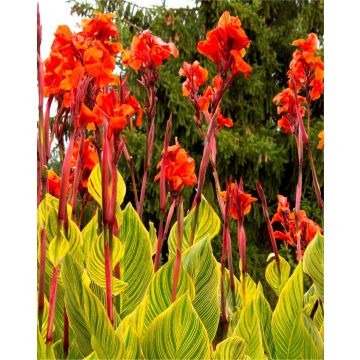 Canna Pretoria - Amazing Multicolour Foliage Bengal Tiger Canna Plant