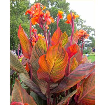 Canna Durban - Amazing Multicolour Foliage Canna Plant