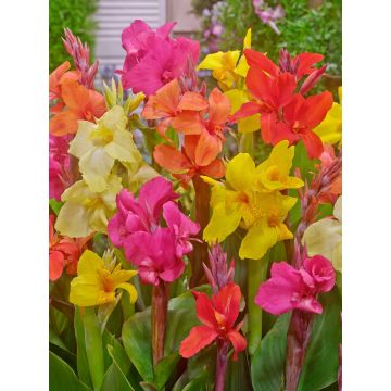 Canna Mixed - Pack of 15 Bare Root Plants Canna Mixed - Pack of 15 Bare Root Plants