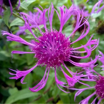 Centaurea hybrida Cara Mia