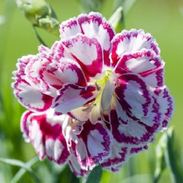 Dianthus caryophyllus Capitan Marco - Scented Picotee Bicolour Carnation - Fragrant Garden Pink