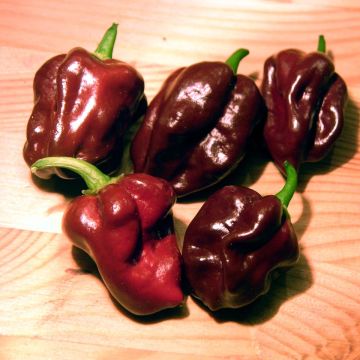 Chilli Pepper Plant 'Habanero Chocolate'