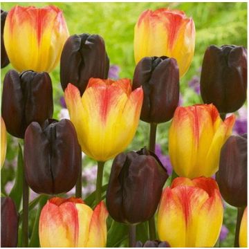 Tulip Lazy Night - Pack of 25 Bulbs