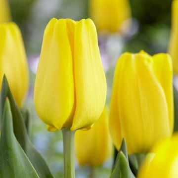Tulip Caractere - Pack of 12