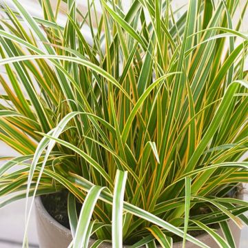 Carex oshimensis Evercolour 'Everglow'