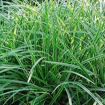 Carex morrowii 'Ice Dance'