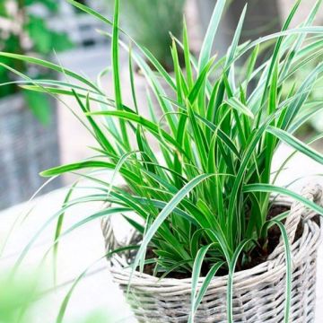 Carex morrowii 'Ice Dance'