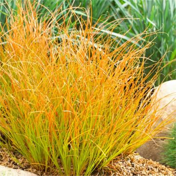 Carex testacea 'Prairie Fire'