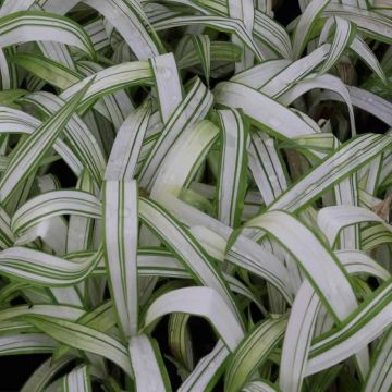 Carex siderostica 'Shiro'