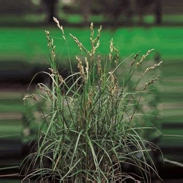 Carex muskingumensis