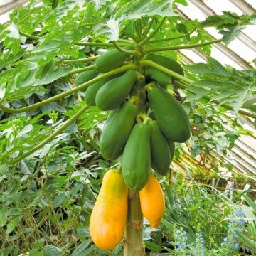 Compact Papaya Fruit Tree - Carica Papaya