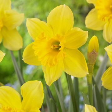 Narcissus Carlton - Large Golden Yellow Daffodils - Pack of 8 Bulbs