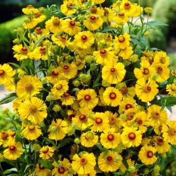 Helenium Carmen - Sneezeweed