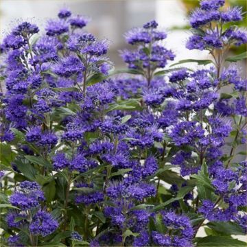 Caryopteris × clandonensis 'Grand Blue'