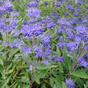 Caryopteris x clandonensis Heavenly Blue - Bluebeard